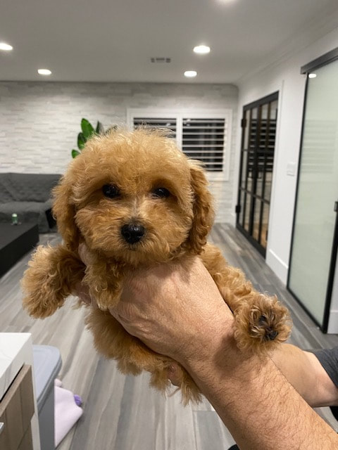 Goldendoodle Puppies Los Angeles California Tropico Kennels