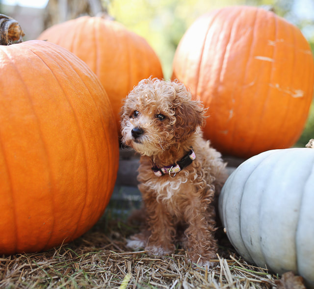 19 Amazing Facts About Goldendoodles — Pumpkin®