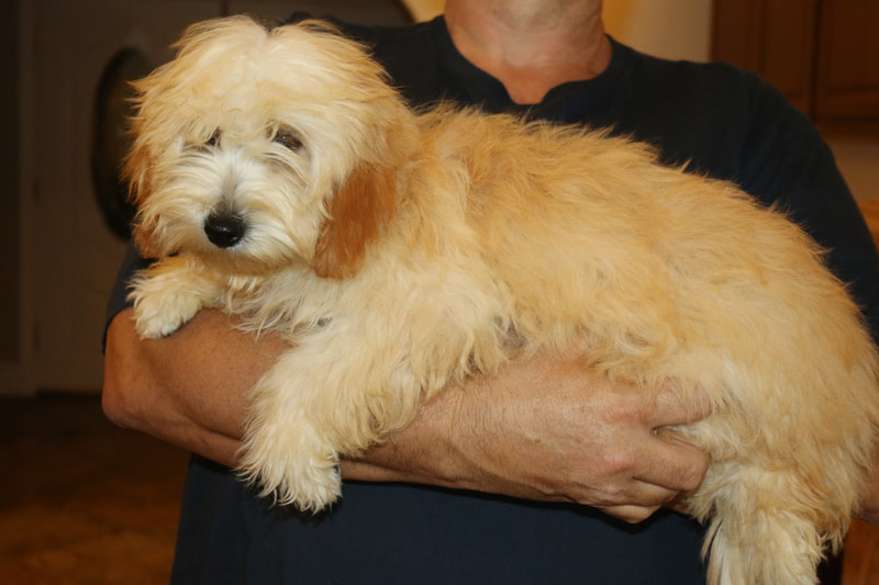 Tropico Kennels; Female Light Apricot F1B Goldendoodle ...